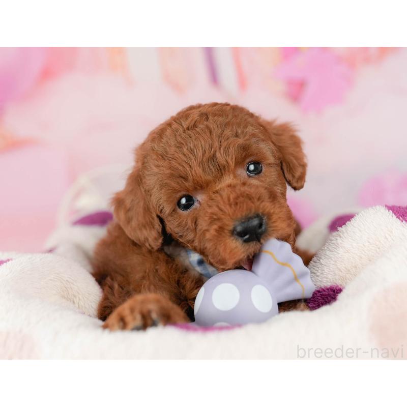 販売中の千葉県のトイプードル-448552の7枚目