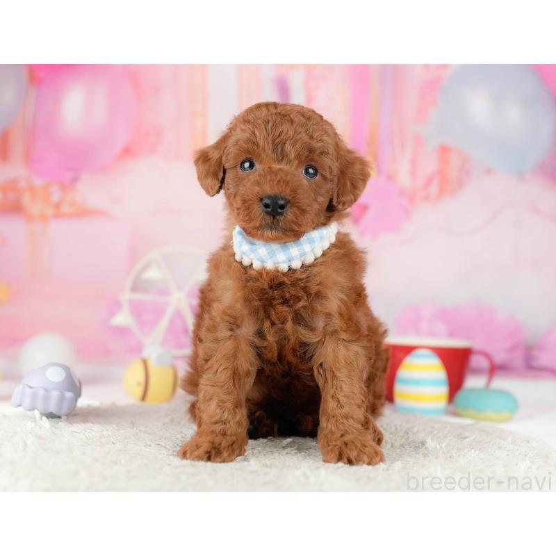 販売中の千葉県のトイプードル-448552の5枚目