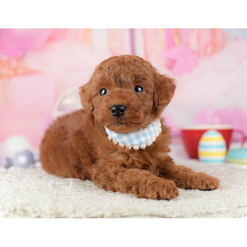 販売中の千葉県のトイプードル-448552の4枚目