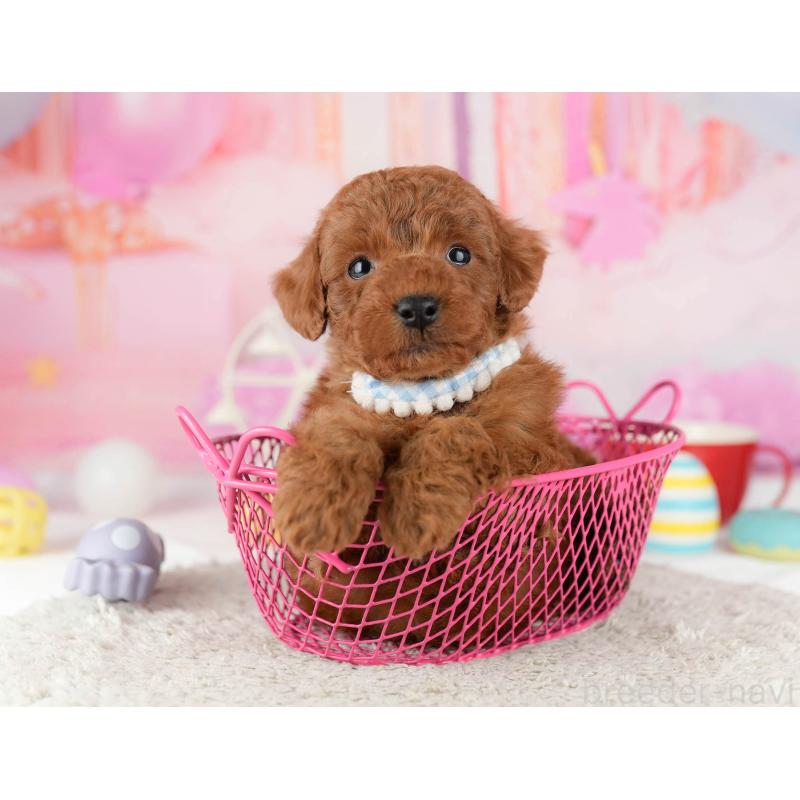 販売中の千葉県のトイプードル-448552の3枚目