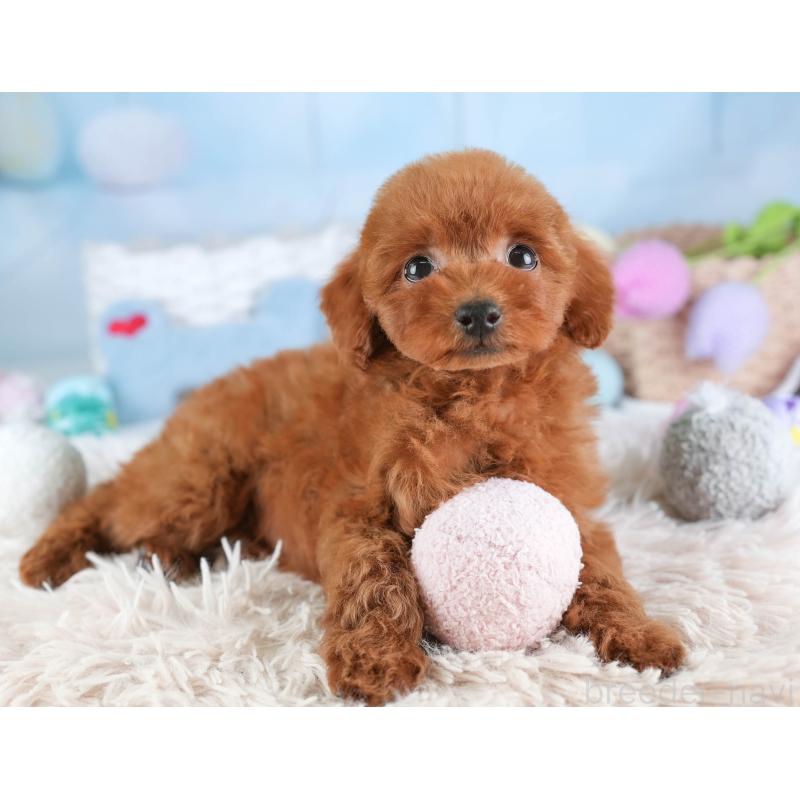 販売中の埼玉県のタイニープードル-448181の12枚目