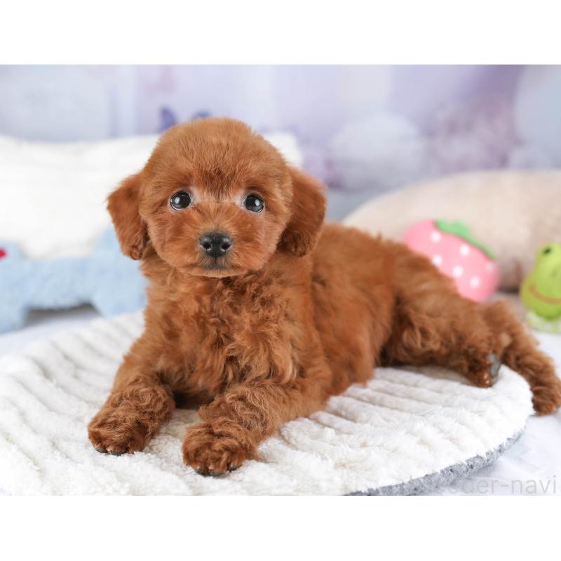 販売中の埼玉県のタイニープードル-448181の11枚目