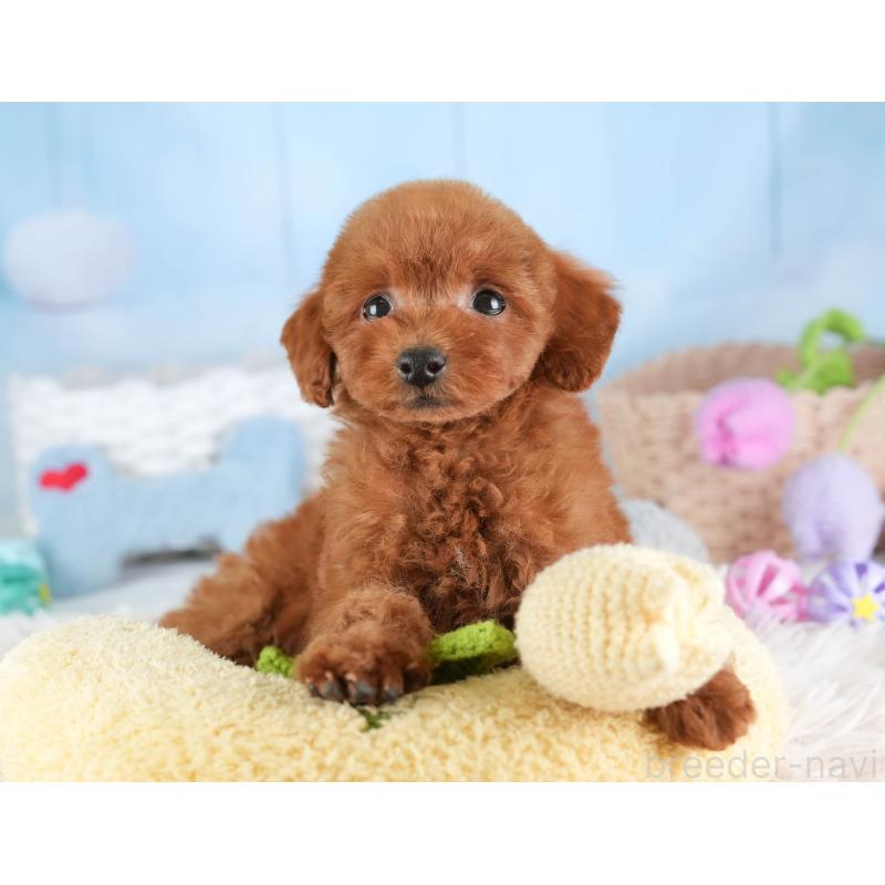 販売中の埼玉県のタイニープードル-448181の10枚目