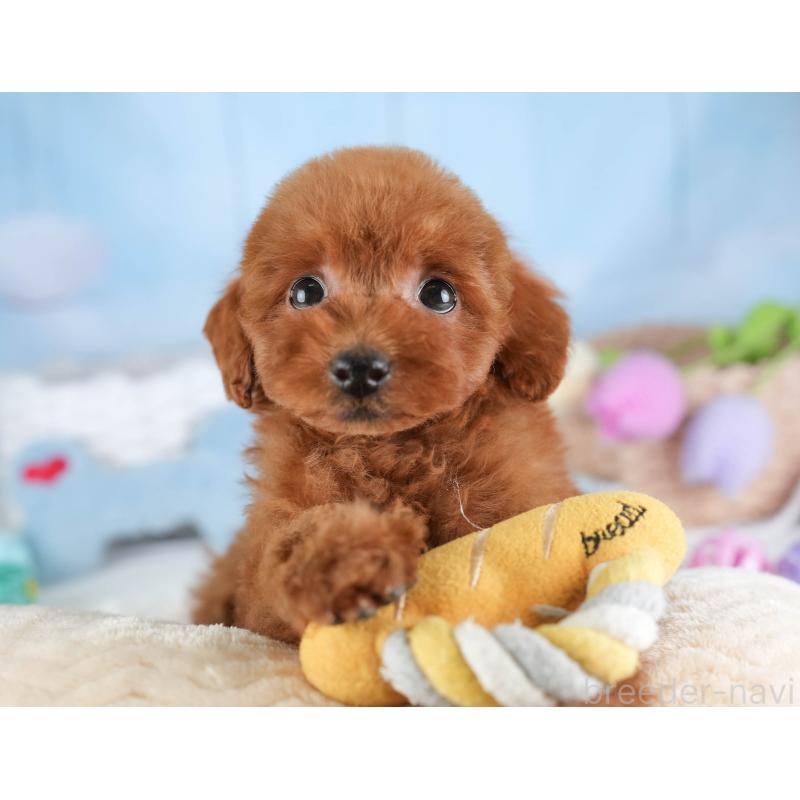 販売中の埼玉県のタイニープードル-448181の9枚目