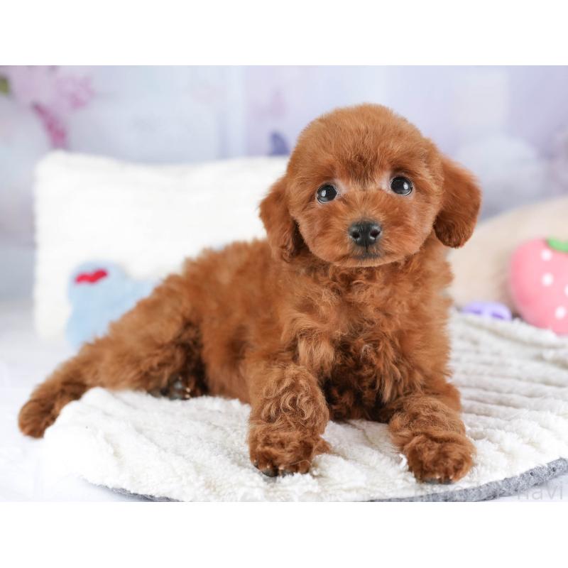 販売中の埼玉県のタイニープードル-448181の8枚目