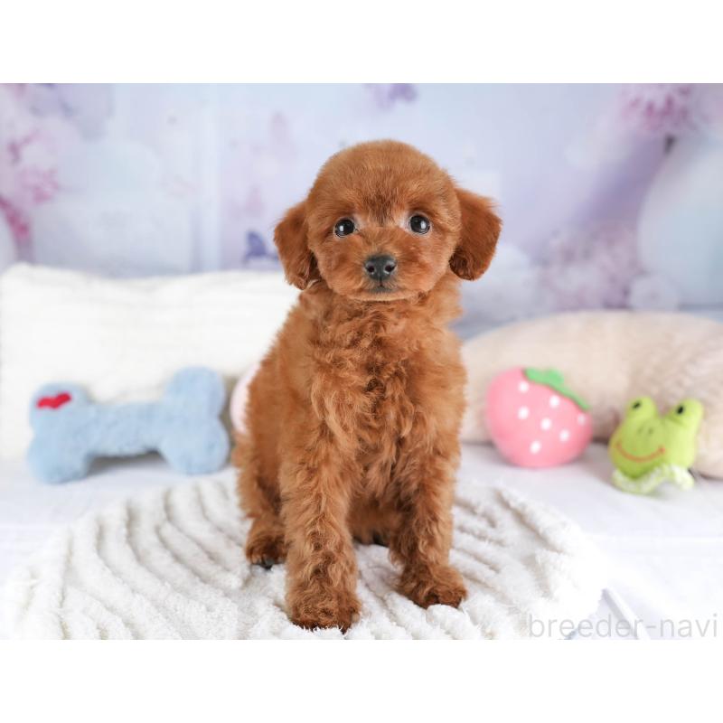 販売中の埼玉県のタイニープードル-448181の6枚目