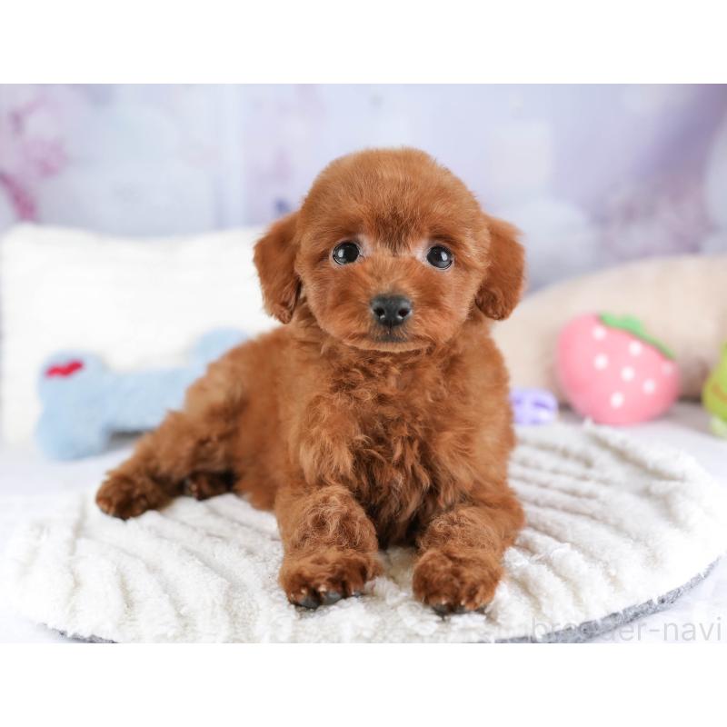 販売中の埼玉県のタイニープードル-448181の5枚目