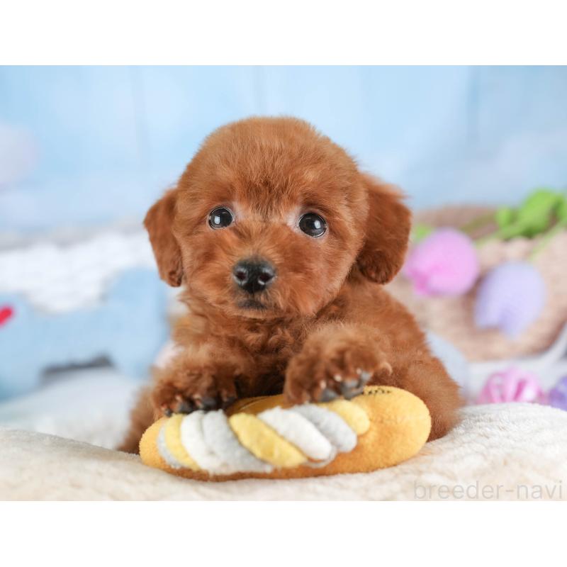 販売中の埼玉県のタイニープードル-448181の4枚目