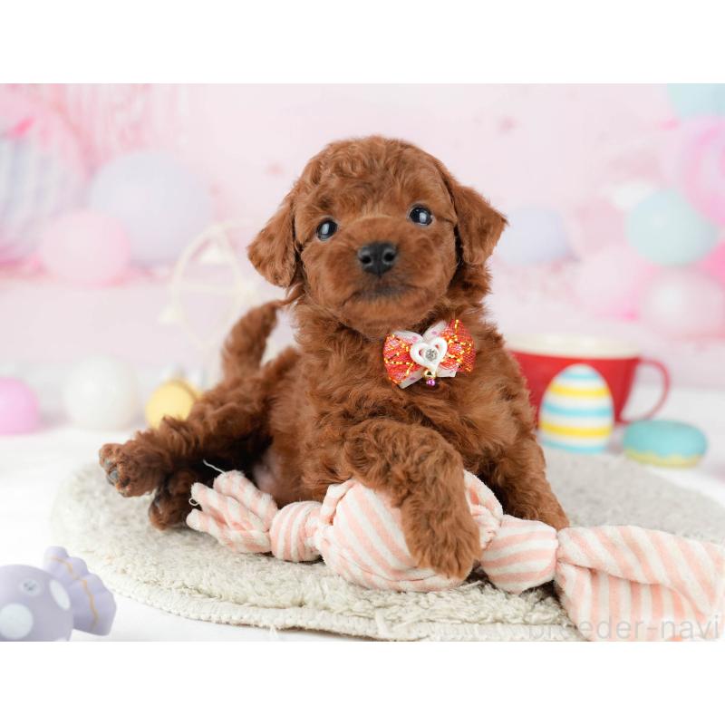 販売中の千葉県のトイプードル-448551の11枚目