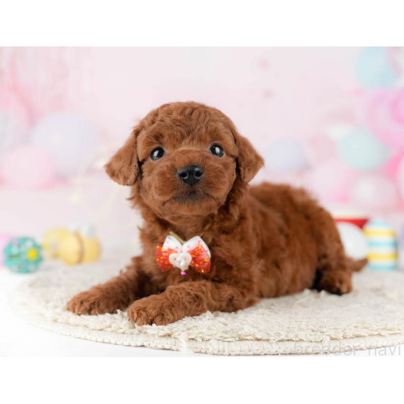 販売中の千葉県のトイプードル-448551の10枚目