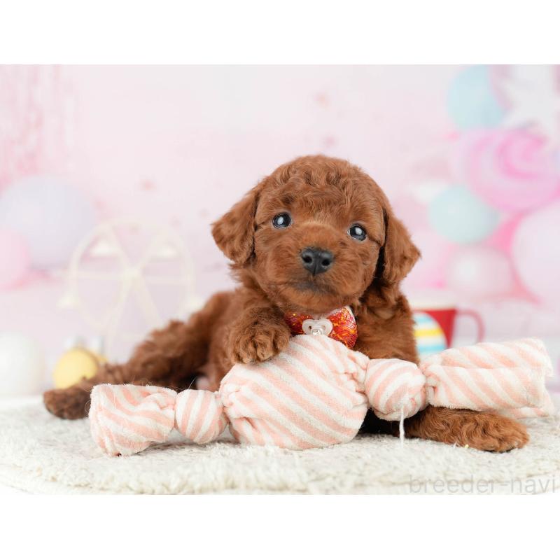 販売中の千葉県のトイプードル-448551の9枚目