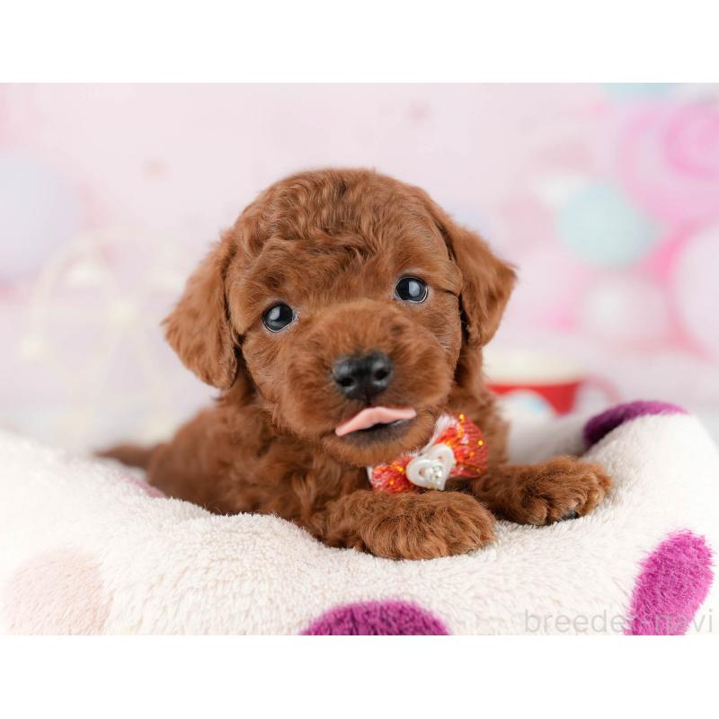 販売中の千葉県のトイプードル-448551の8枚目