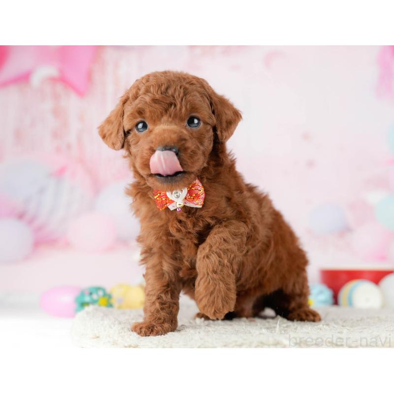 販売中の千葉県のトイプードル-448551の7枚目