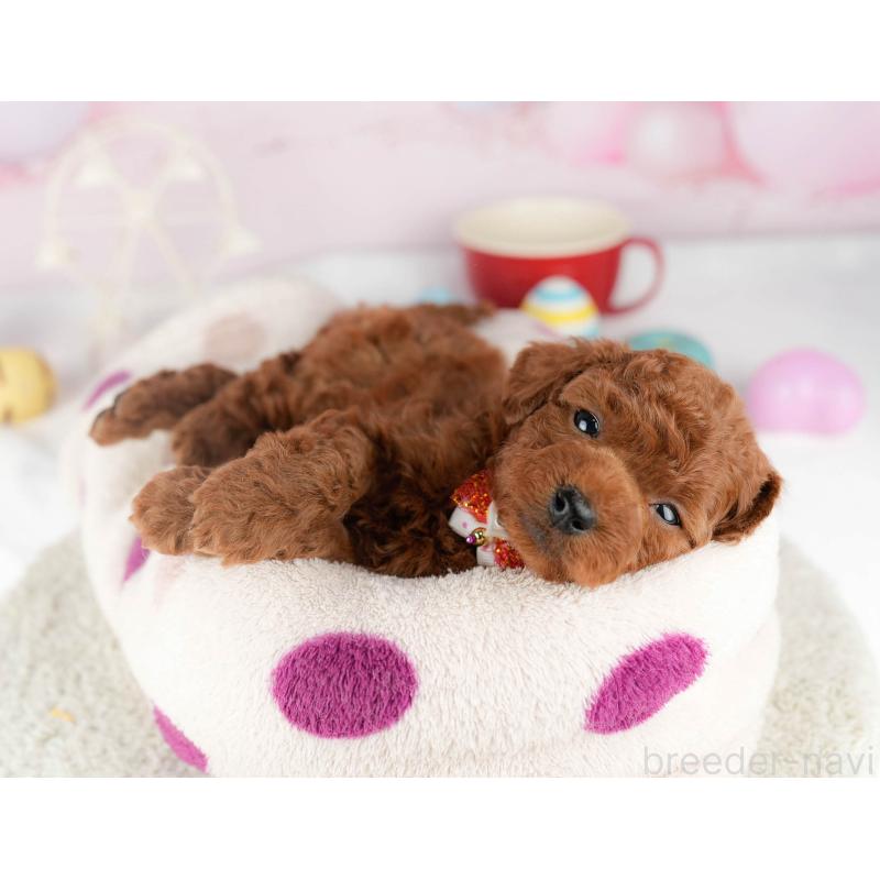 販売中の千葉県のトイプードル-448551の6枚目