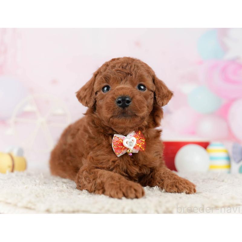 販売中の千葉県のトイプードル-448551の5枚目