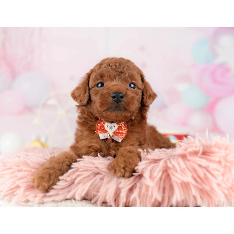 販売中の千葉県のトイプードル-448551の4枚目