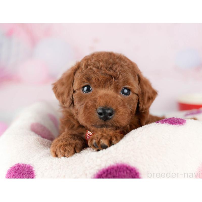 販売中の千葉県のトイプードル-448551の3枚目