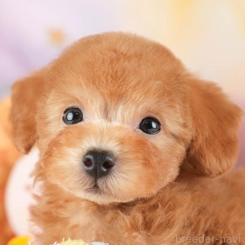 販売中の埼玉県のタイニープードル-448177の1枚目