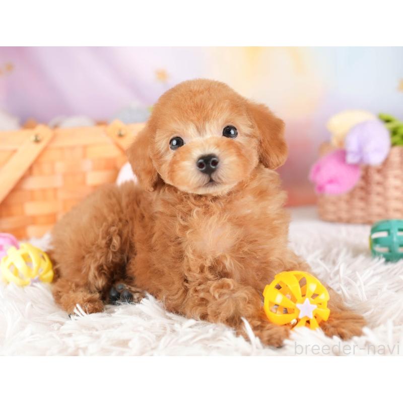 販売中の埼玉県のタイニープードル-448177の12枚目