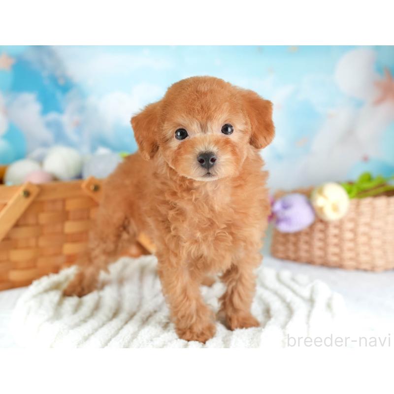 販売中の埼玉県のタイニープードル-448177の9枚目