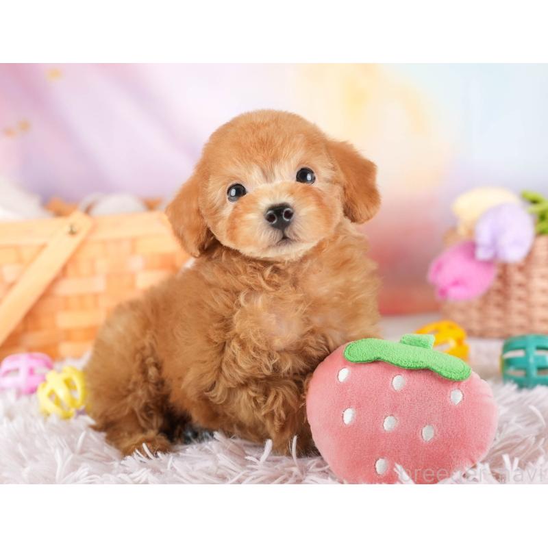 販売中の埼玉県のタイニープードル-448177の6枚目