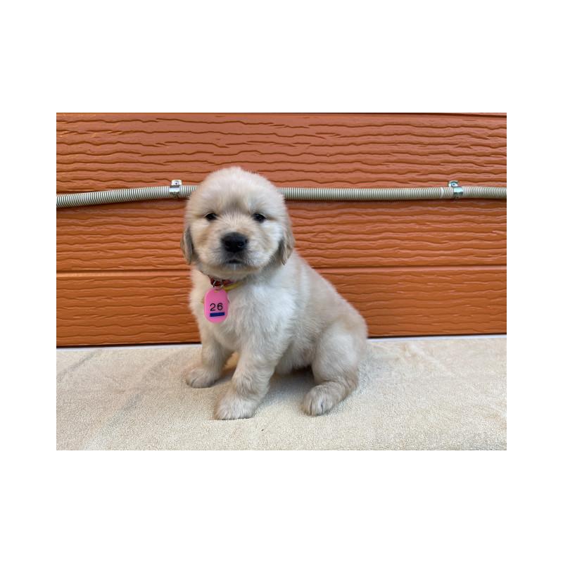 販売中の茨城県のゴールデンレトリーバー-447938の8枚目