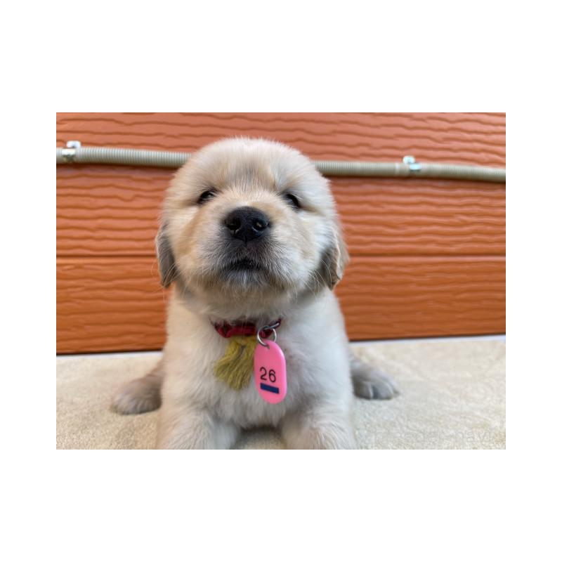 販売中の茨城県のゴールデンレトリーバー-447938の6枚目