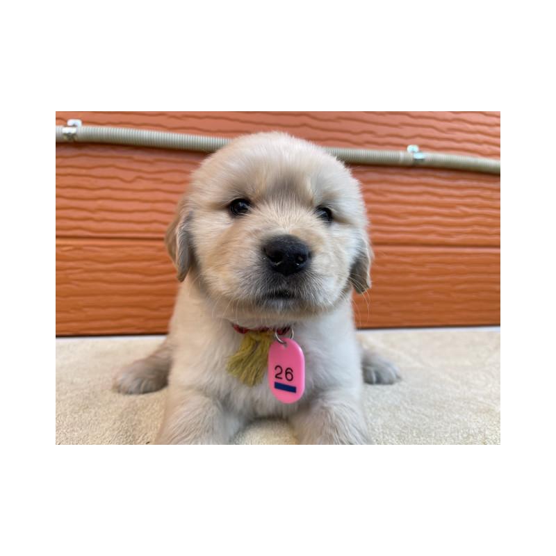 販売中の茨城県のゴールデンレトリーバー-447938の7枚目