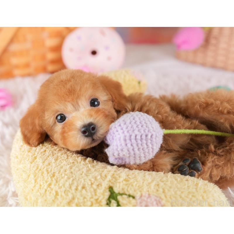 販売中の埼玉県のタイニープードル-448177の5枚目