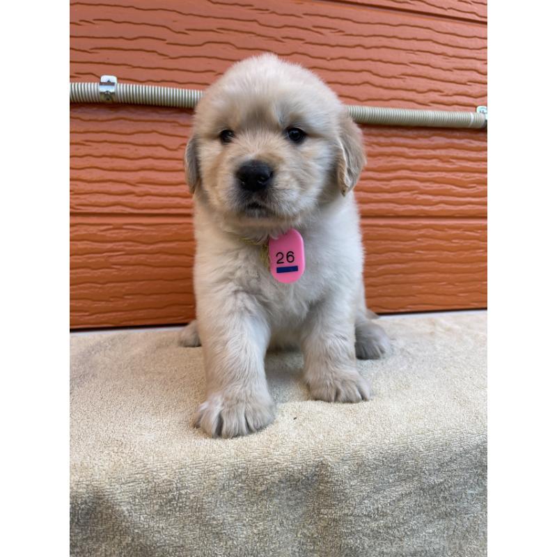 販売中の茨城県のゴールデンレトリーバー-447938の5枚目