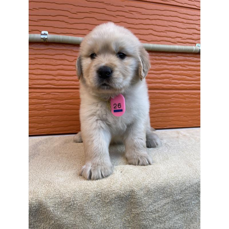 販売中の茨城県のゴールデンレトリーバー-447938の3枚目