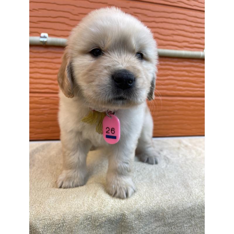 販売中の茨城県のゴールデンレトリーバー-447938の2枚目