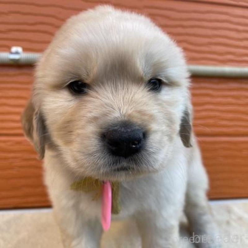 販売中の茨城県のゴールデンレトリーバー-447938の1枚目