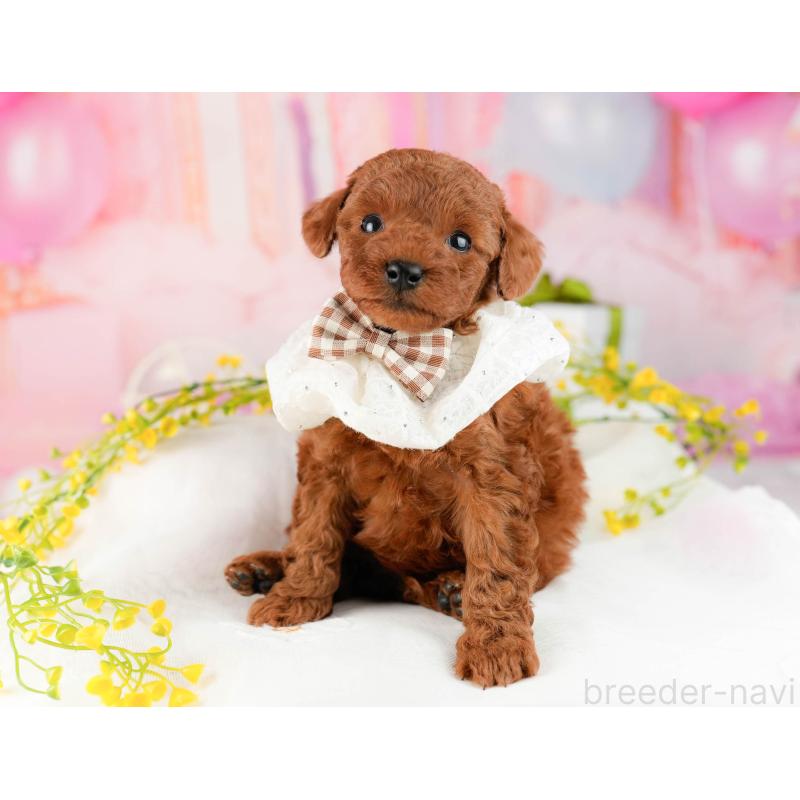 販売中の千葉県のトイプードル-448550の11枚目