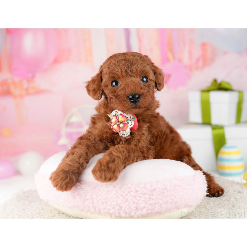 販売中の千葉県のトイプードル-448550の1枚目