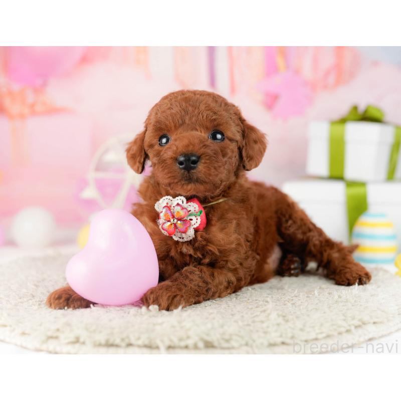 販売中の千葉県のトイプードル-448550の10枚目