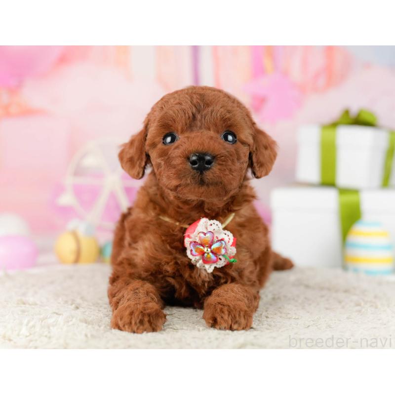 販売中の千葉県のトイプードル-448550の9枚目