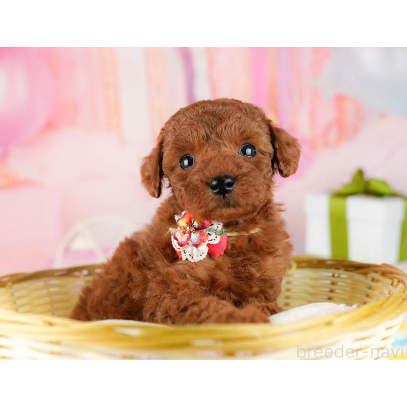 販売中の千葉県のトイプードル-448550の7枚目