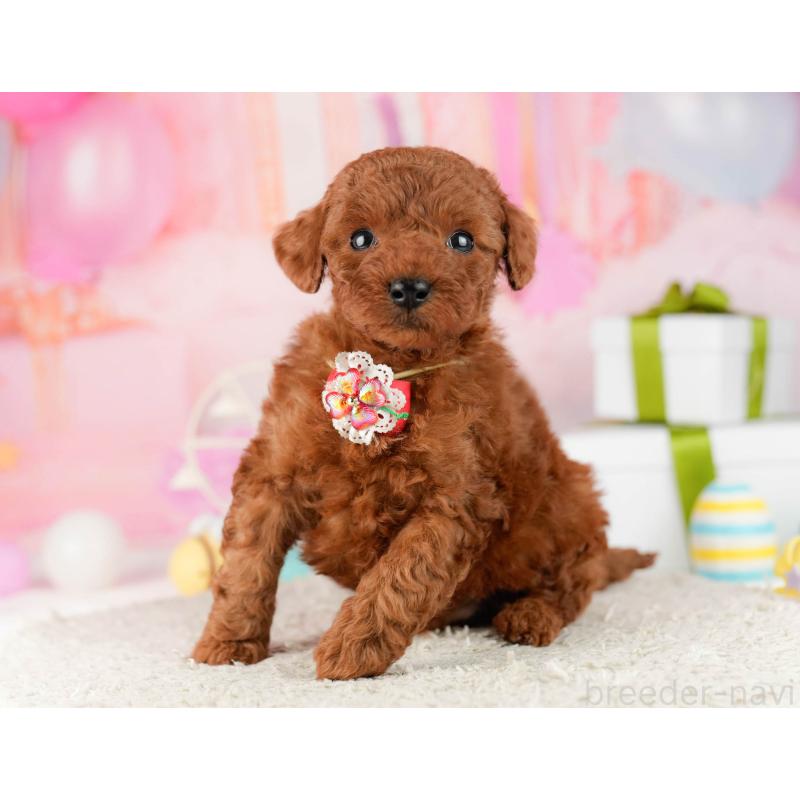 販売中の千葉県のトイプードル-448550の6枚目