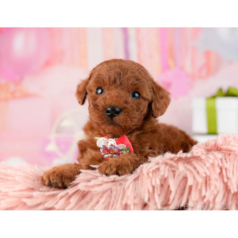 販売中の千葉県のトイプードル-448550の4枚目