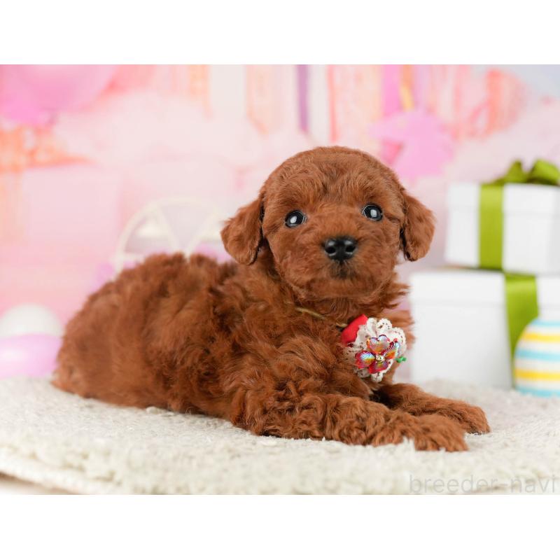 販売中の千葉県のトイプードル-448550の3枚目