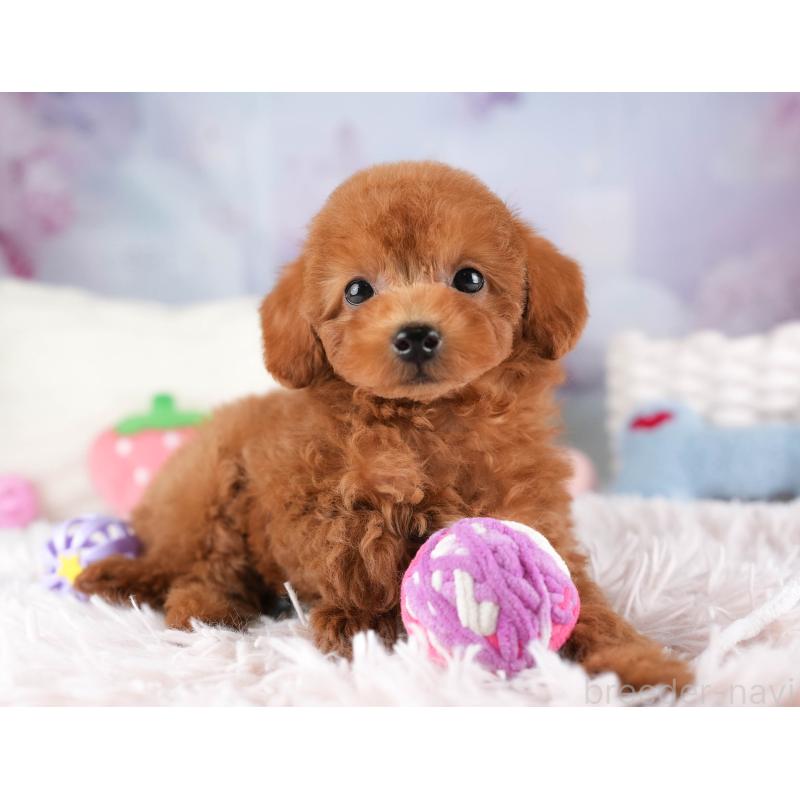 販売中の埼玉県のタイニープードル-448174の12枚目