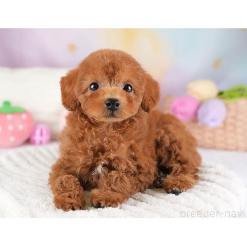 販売中の埼玉県のタイニープードル-448174の10枚目