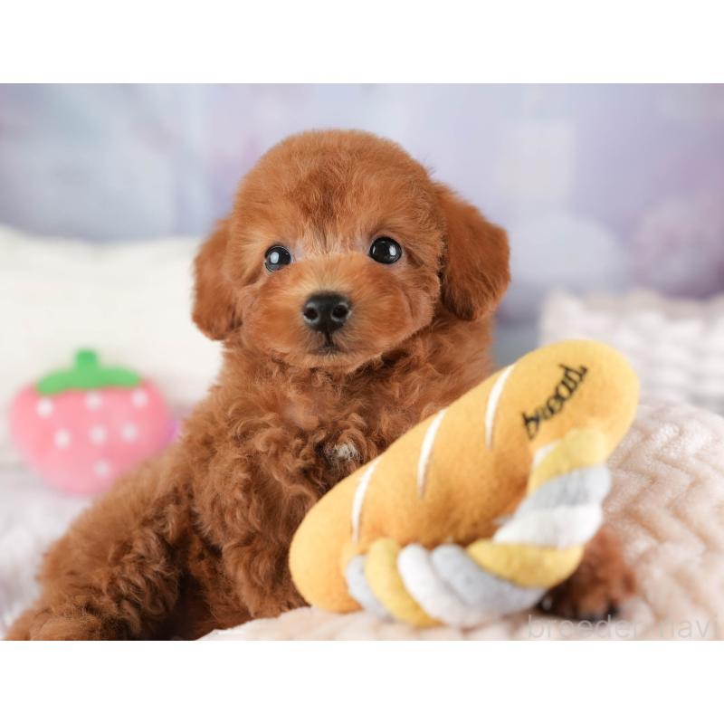 販売中の埼玉県のタイニープードル-448174の9枚目