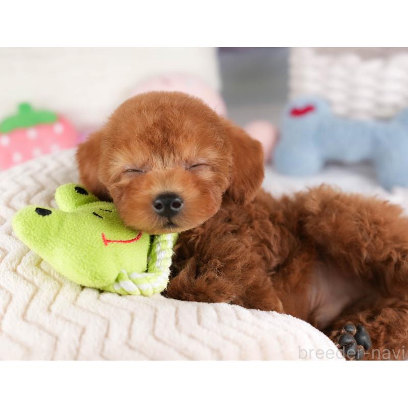 販売中の埼玉県のタイニープードル-448174の8枚目