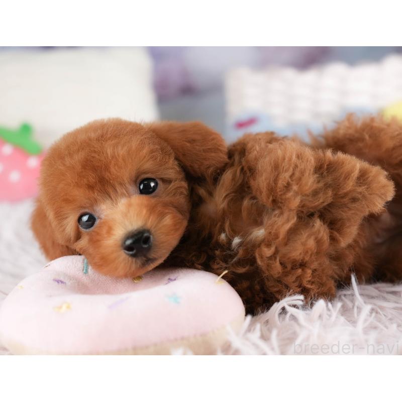 販売中の埼玉県のタイニープードル-448174の6枚目