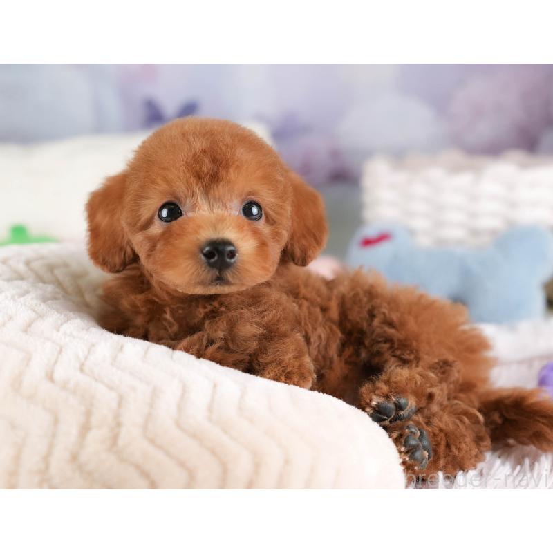 販売中の埼玉県のタイニープードル-448174の4枚目