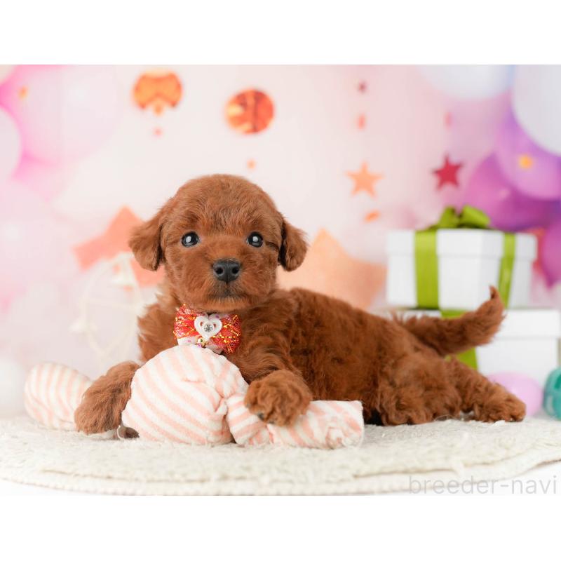 販売中の千葉県のトイプードル-448549の11枚目