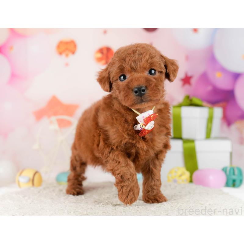 販売中の千葉県のトイプードル-448549の8枚目