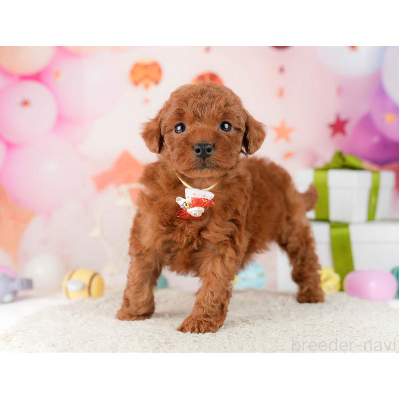 販売中の千葉県のトイプードル-448549の7枚目